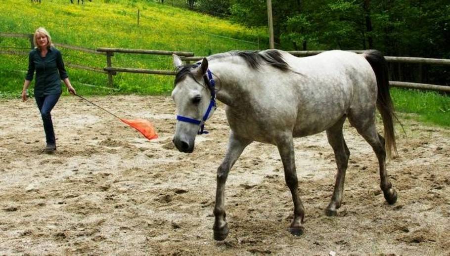 Führen lernen mit Pferden: Von Tieren  – 10 Tipps