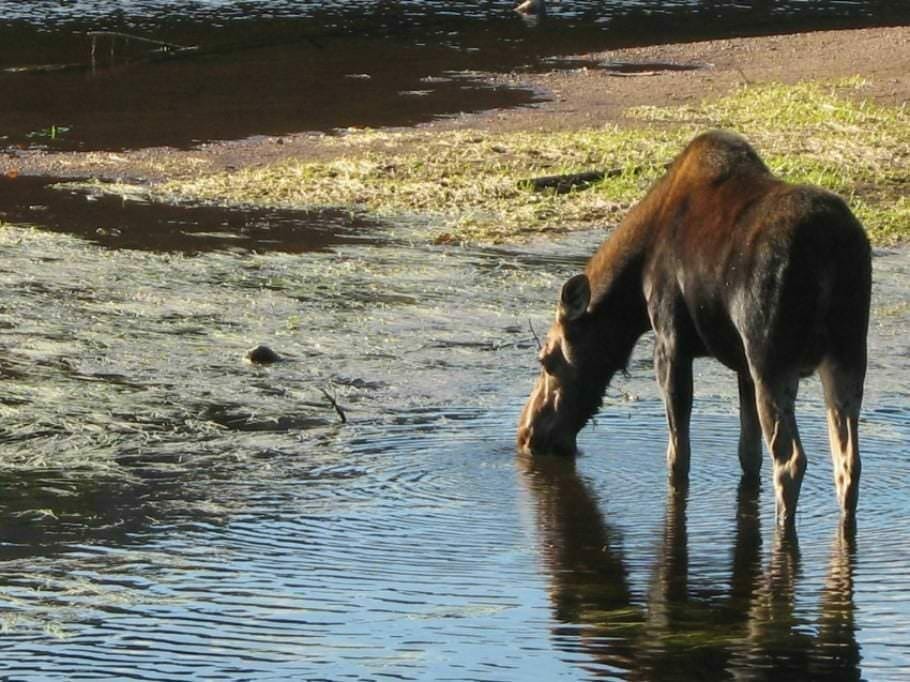 Faune Valley 061