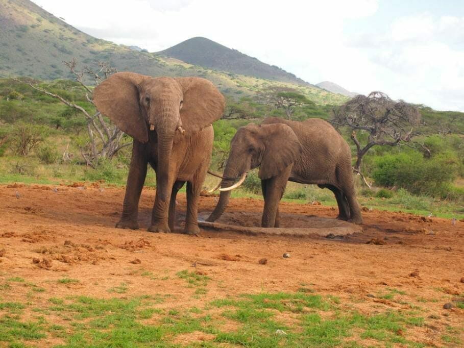 Wie Naturschützer in Kenia die Gewohnheiten einer Volksgruppe ändern: Change-Management im Busch