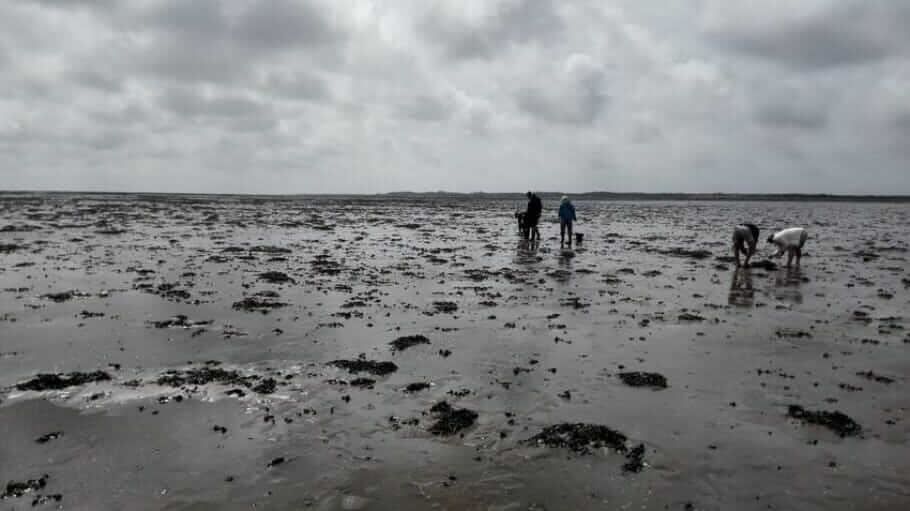 Oyster Safari Fanoe-Denmark003