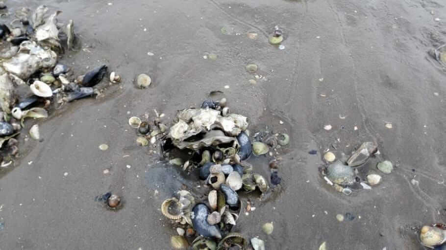 Oyster Safari Fanoe-Denmark004