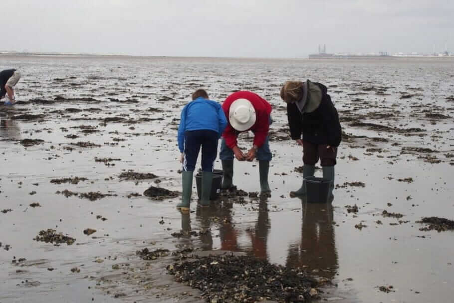 Oyster Safari Fanoe-Denmark007