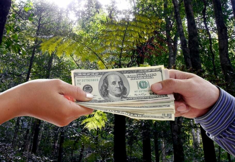 Mehr Geld verdienen & Finanzen aufbessern - 5 ungewöhnliche Tipps: Reich werden im Wald?