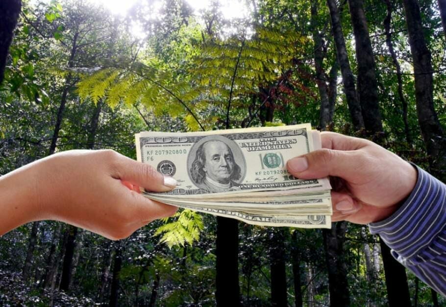 Mehr Geld verdienen & Finanzen aufbessern - 5 ungewöhnliche Tipps: Reich werden im Wald? Mehr Geld verdienen & Finanzen aufbessern – 5 ungewöhnliche Tipps: Reich werden im Wald?