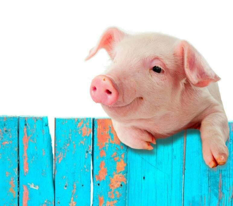 Ziele erreichen, Blockaden überwinden: Inneren Schweinehund zähmen in 5 Schritten