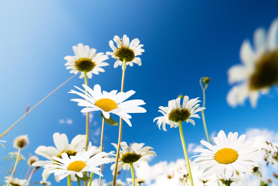 Growth Mindset for growth & further development: 5 laws for more awareness